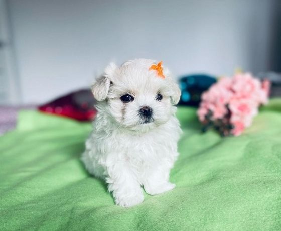 Maltese